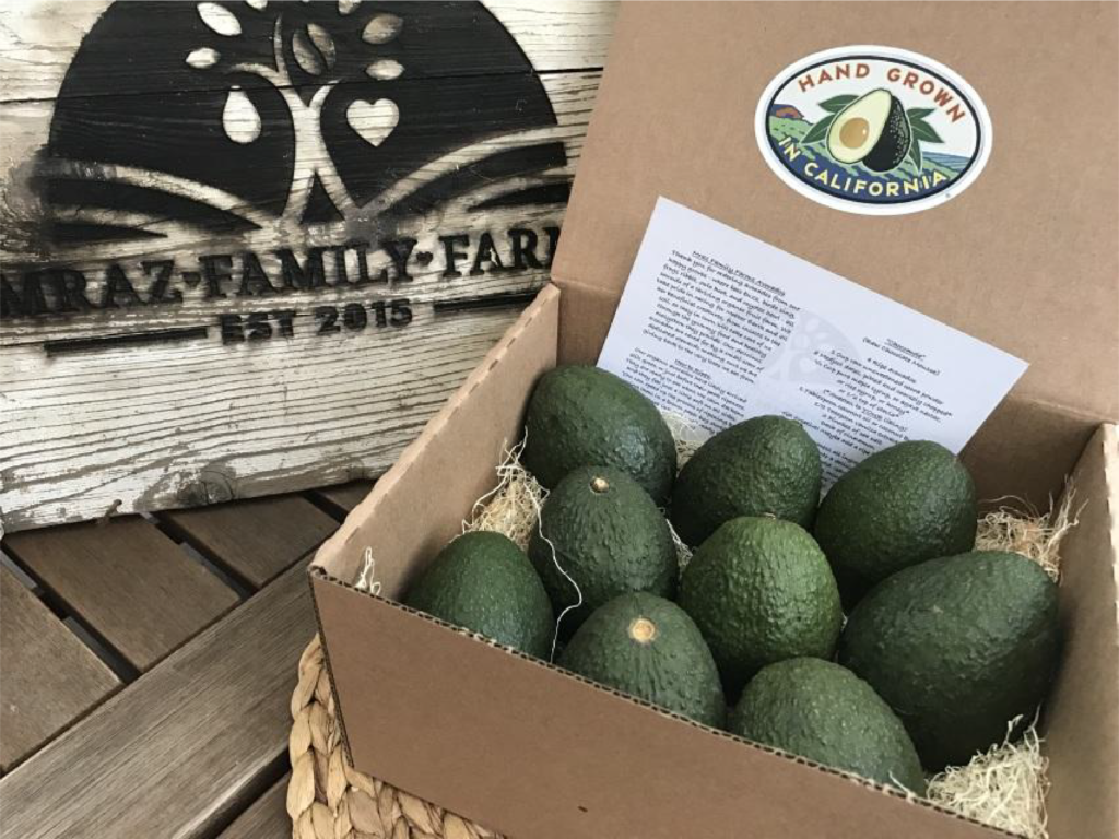 Avocados packed in carton box - ready for shipping