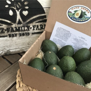 Avocados packed in carton box - ready for shipping