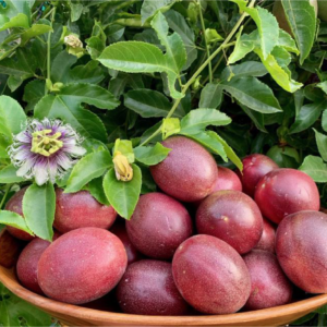 Freshly harvested Passion fruit kept in basket